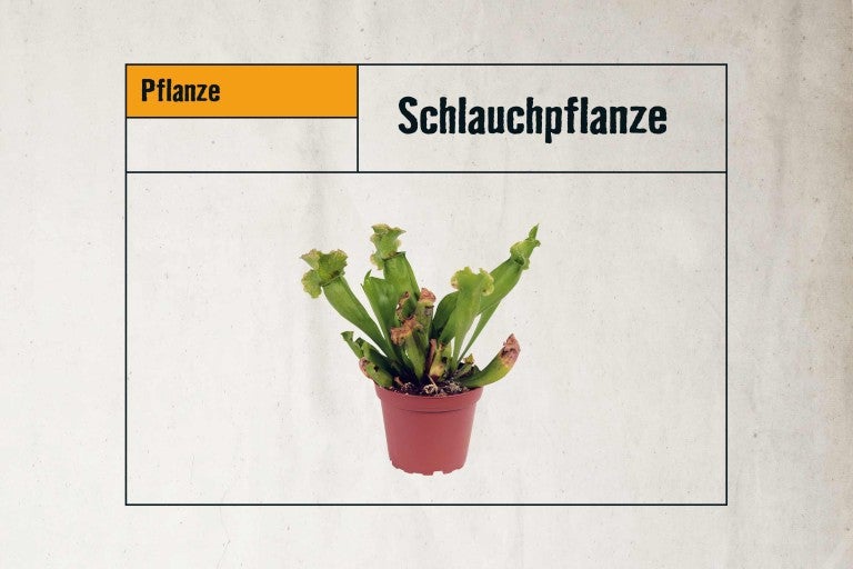 Schlauchpflanze im Topf