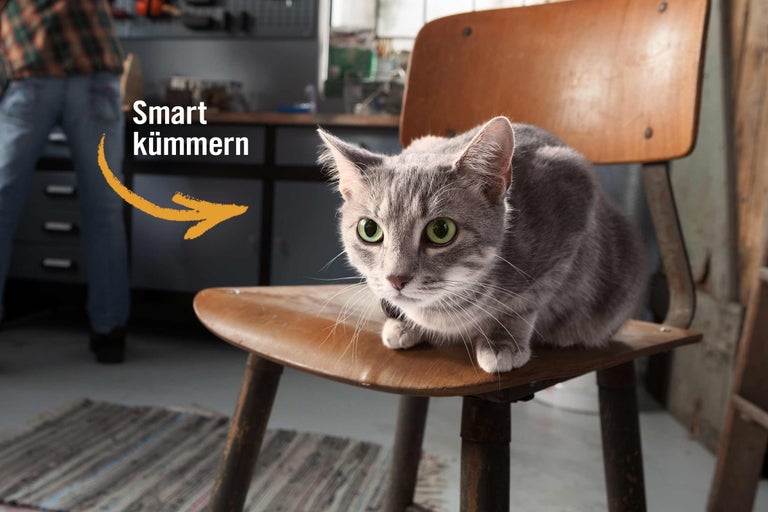 Katzen halten