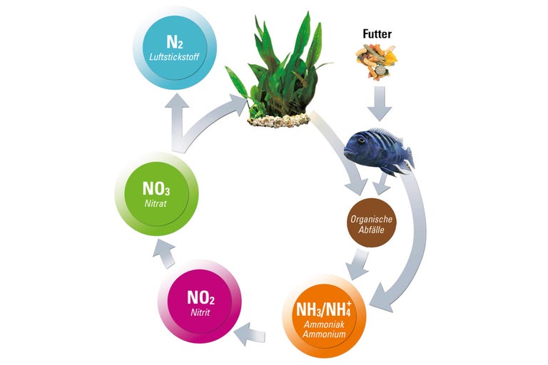 Stickstoffkreislauf im Aquarium mit Fischfutter, Fisch, organischen Abfällen, Ammoniak, Ammonium, Nitrit, Nitrat und Luftstickstoff