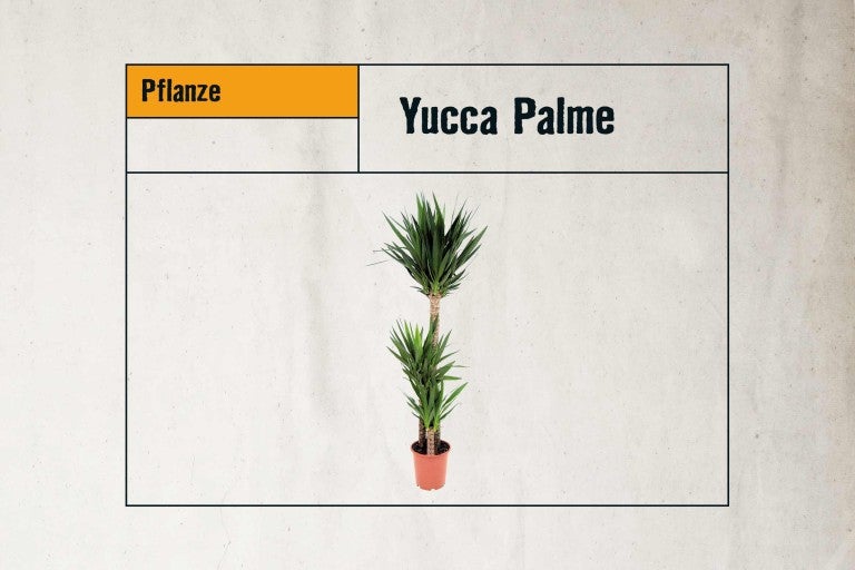 Yucca Palme im Topf