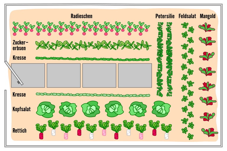 Illustration eines Gemüsebeets mit Radieschen, Zuckererbsen, Kresse, Feldsalat, Mangold, Kopfsalat und Rettich
