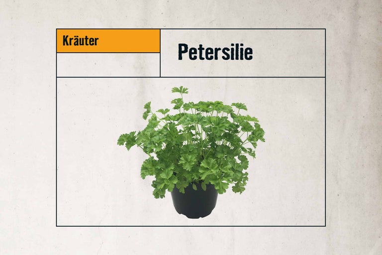 Petersilie im Topf