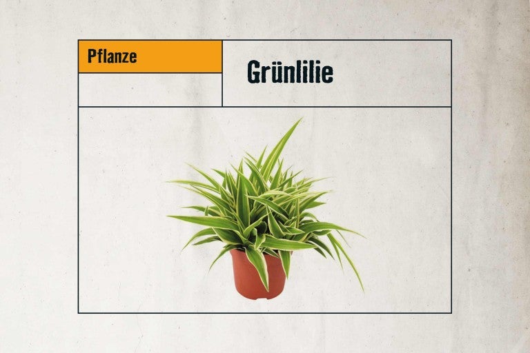Grünlilie im Topf