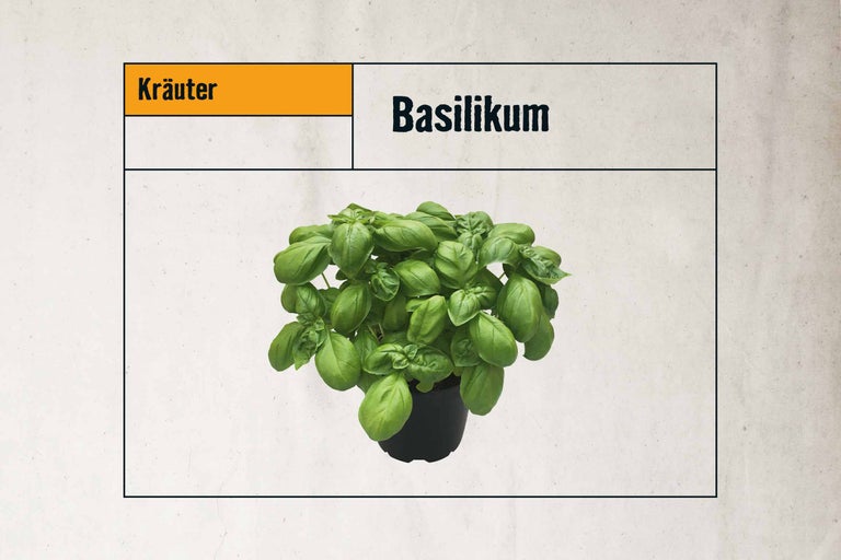 Basilikum im Topf