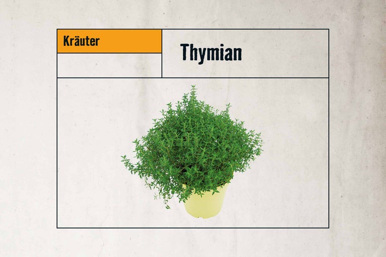 Thymian im Topf