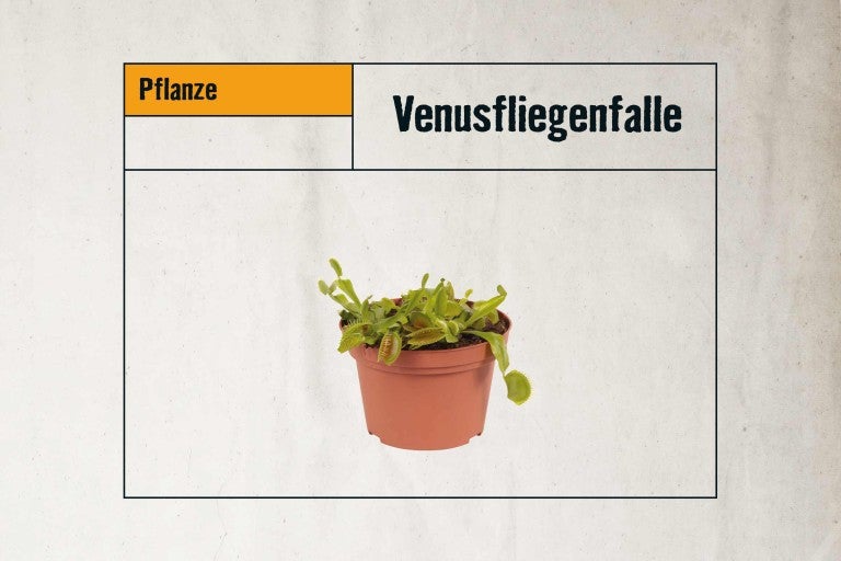 Venusfliegenfalle im Topf