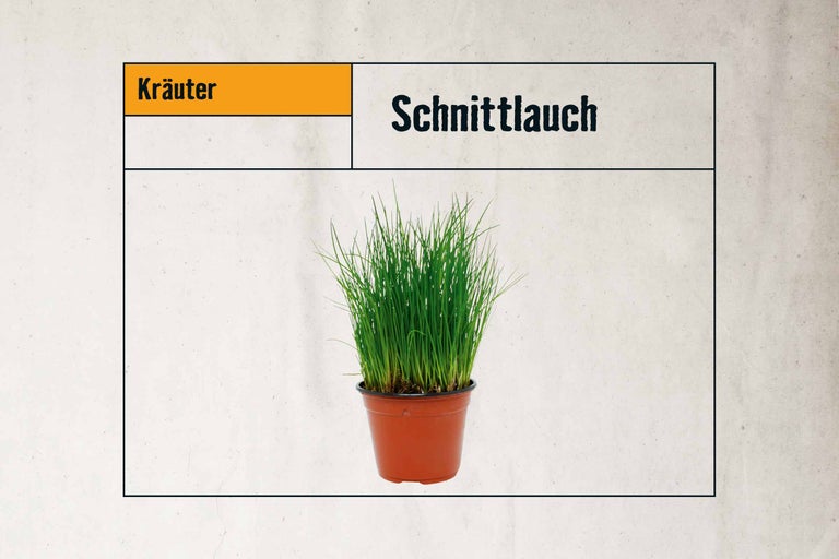 Schnittlauch im Topf