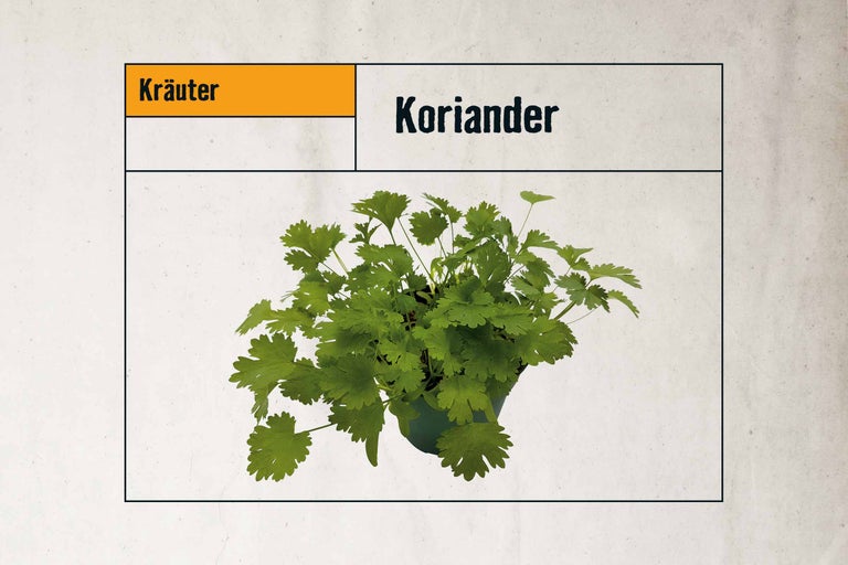 Koriander Pflanze im Topf