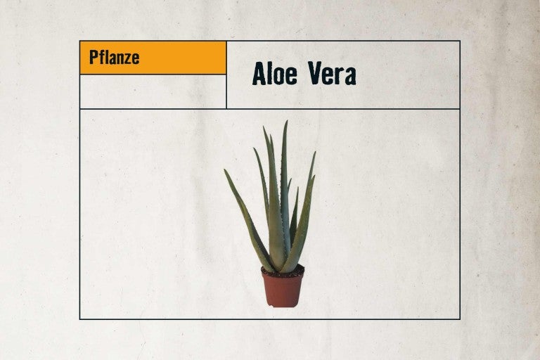 Aloe Vera Pflanze im Topf