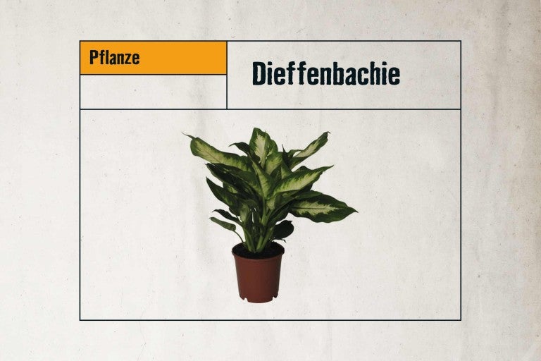 Dieffenbachie Zimmerpflanze im Topf