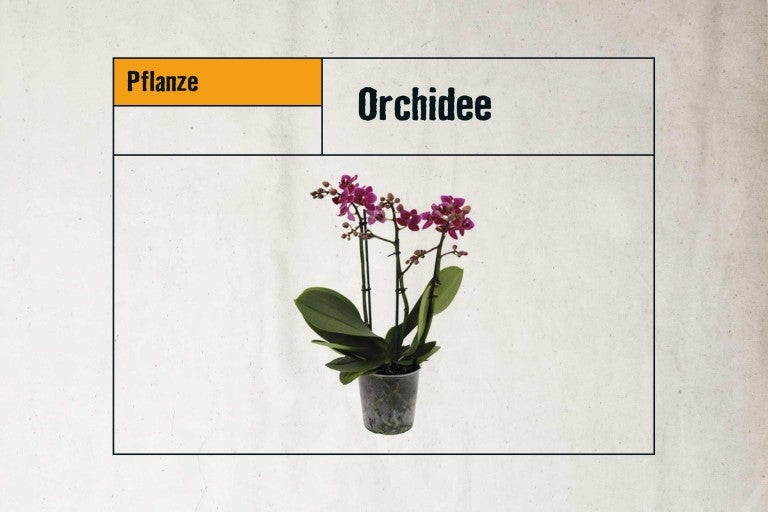Orchidee in einem Topf