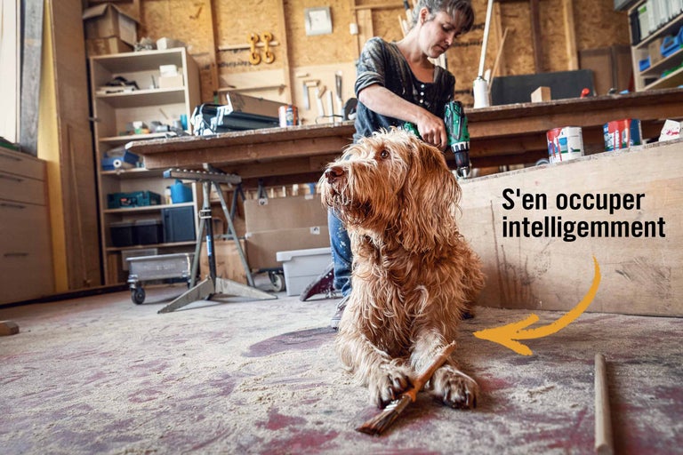 Élever un chien