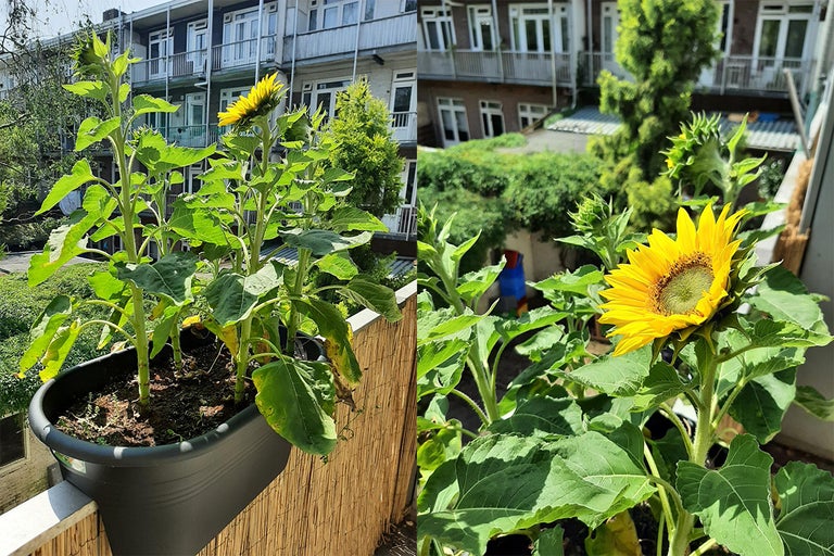 Sonnenblumen in einem Pflanzkasten auf einem Balkon