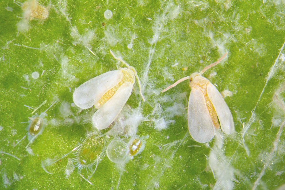 Lutter contre la mouche blanche