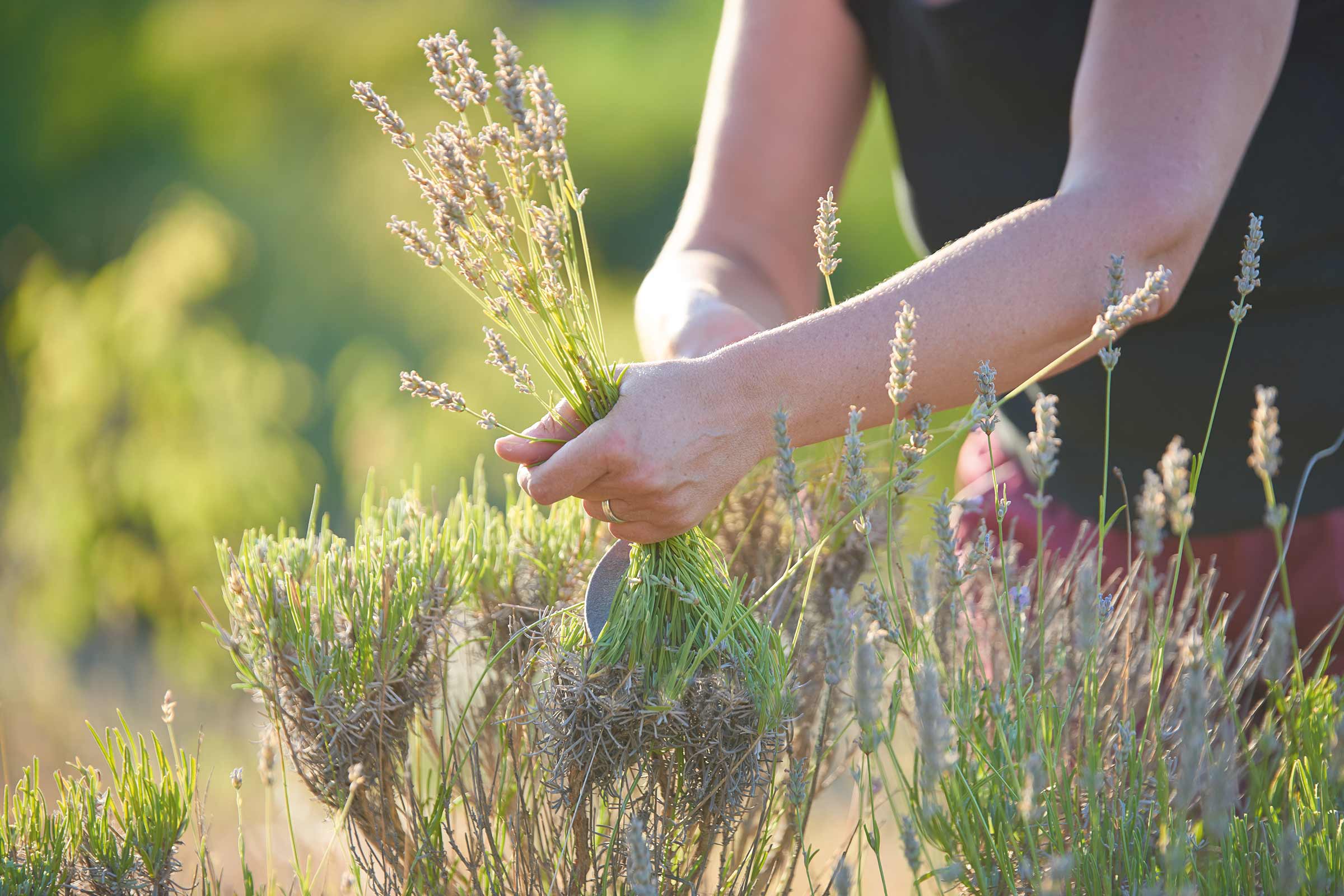 Une personne coupe des fleurs de lavande avec un sécateur