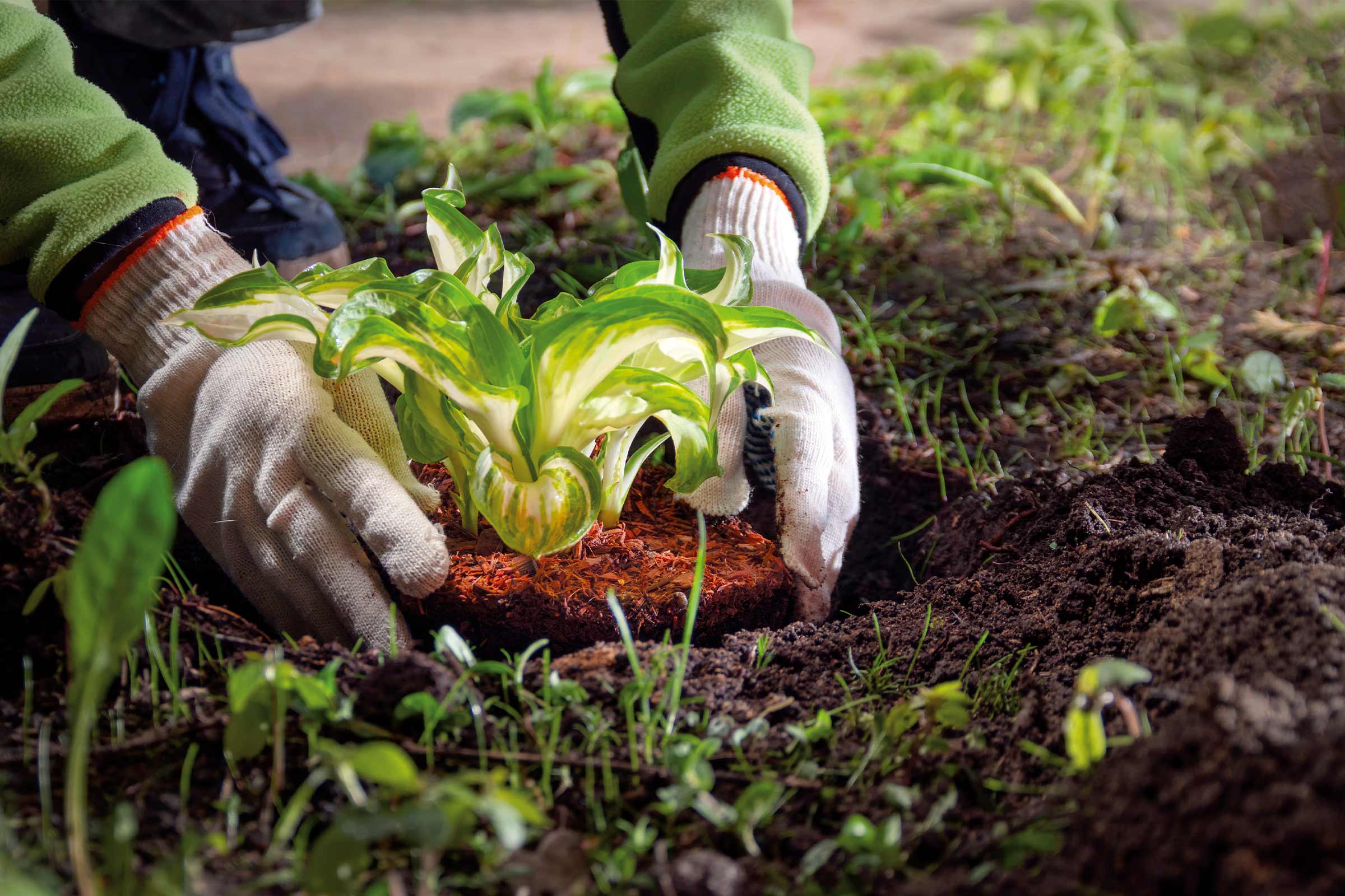 Une personne plante un hosta dans le jardin.
