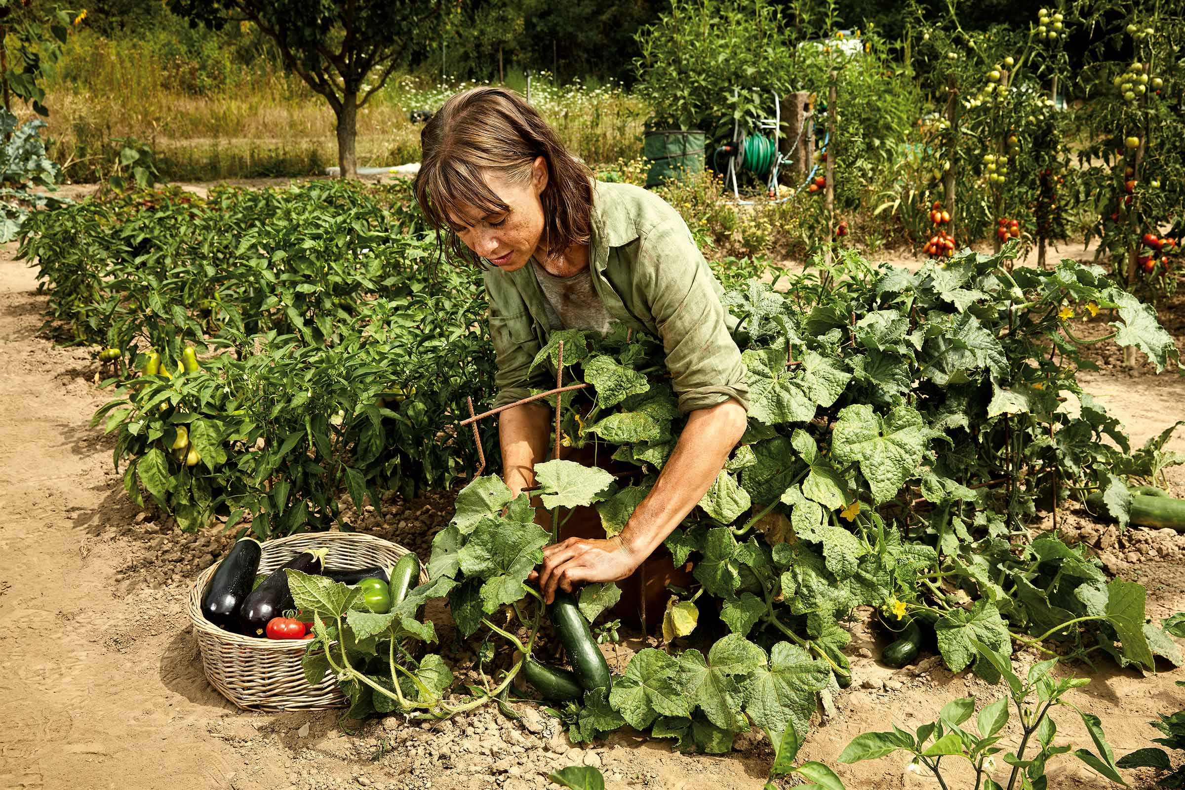 Femme récoltant des légumes dans le jardin. Des aubergines, des poivrons et des tomates sont dans le panier.