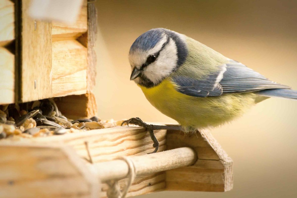 vogelhaus futter vogelhaus futter
