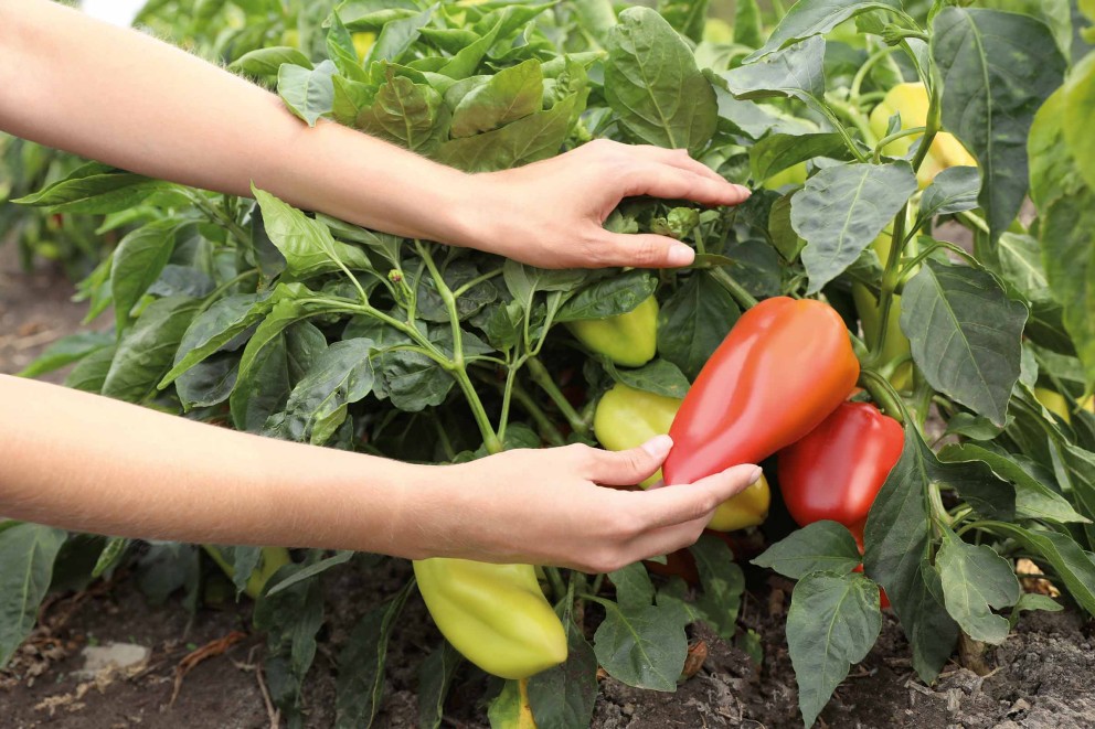 paprika ernten paprika ernten