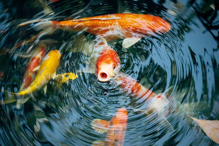 Poissons de bassin: poissons populaires pour le bassin de jardin