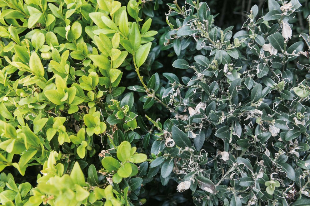 Buchsbaumzuensler Hecke Buchsbaumzuensler Hecke