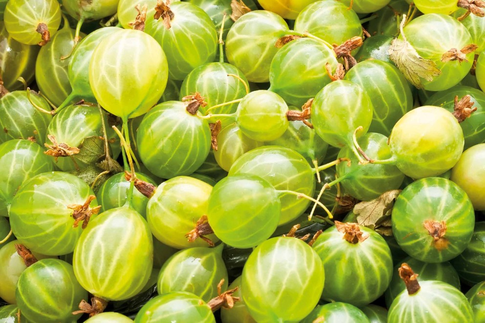 beerenstraeucher stachelbeeren beerenstraeucher stachelbeeren