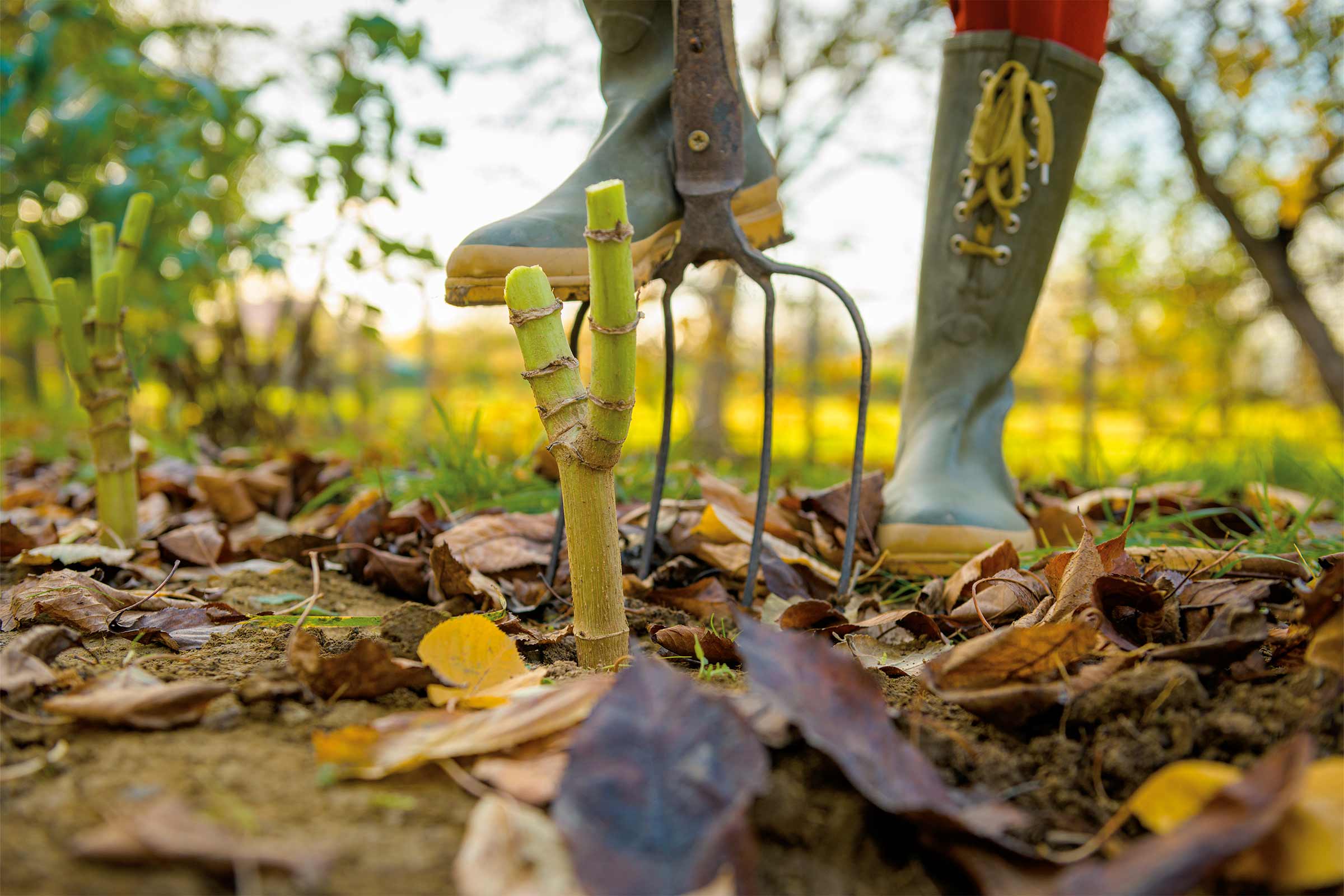 Scène de jardin avec des bottes en caoutchouc, une fourche à fumier et des semis sur un sol de jardin