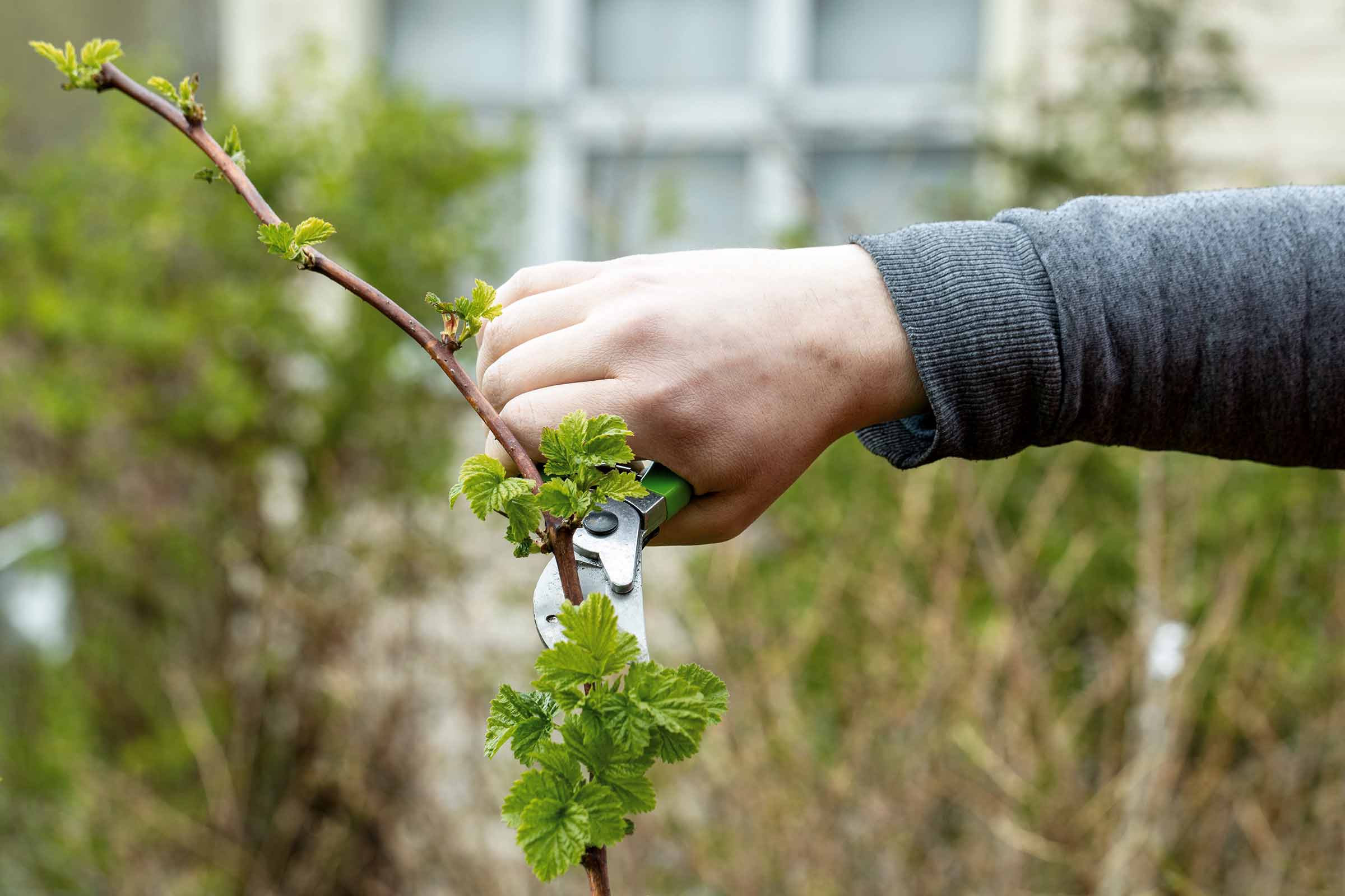 Une main coupe une branche avec un sécateur