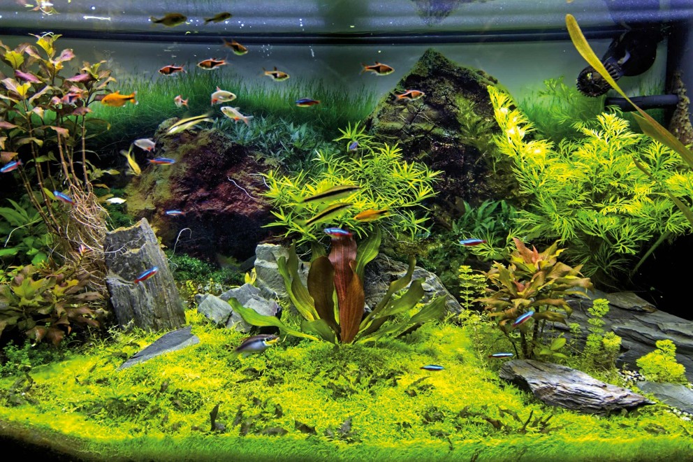 Aquascaping Aquascaping