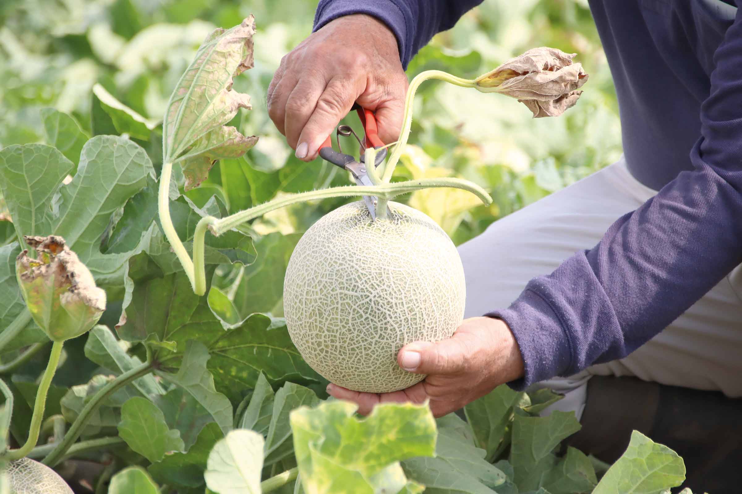 Une personne coupe un melon miel avec un sécateur dans le jardin.