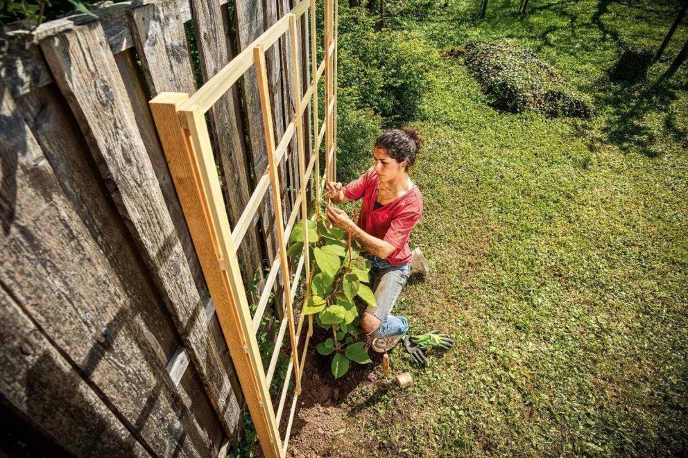 Femme fixe une plante sur un treillis en bois dans le jardin.