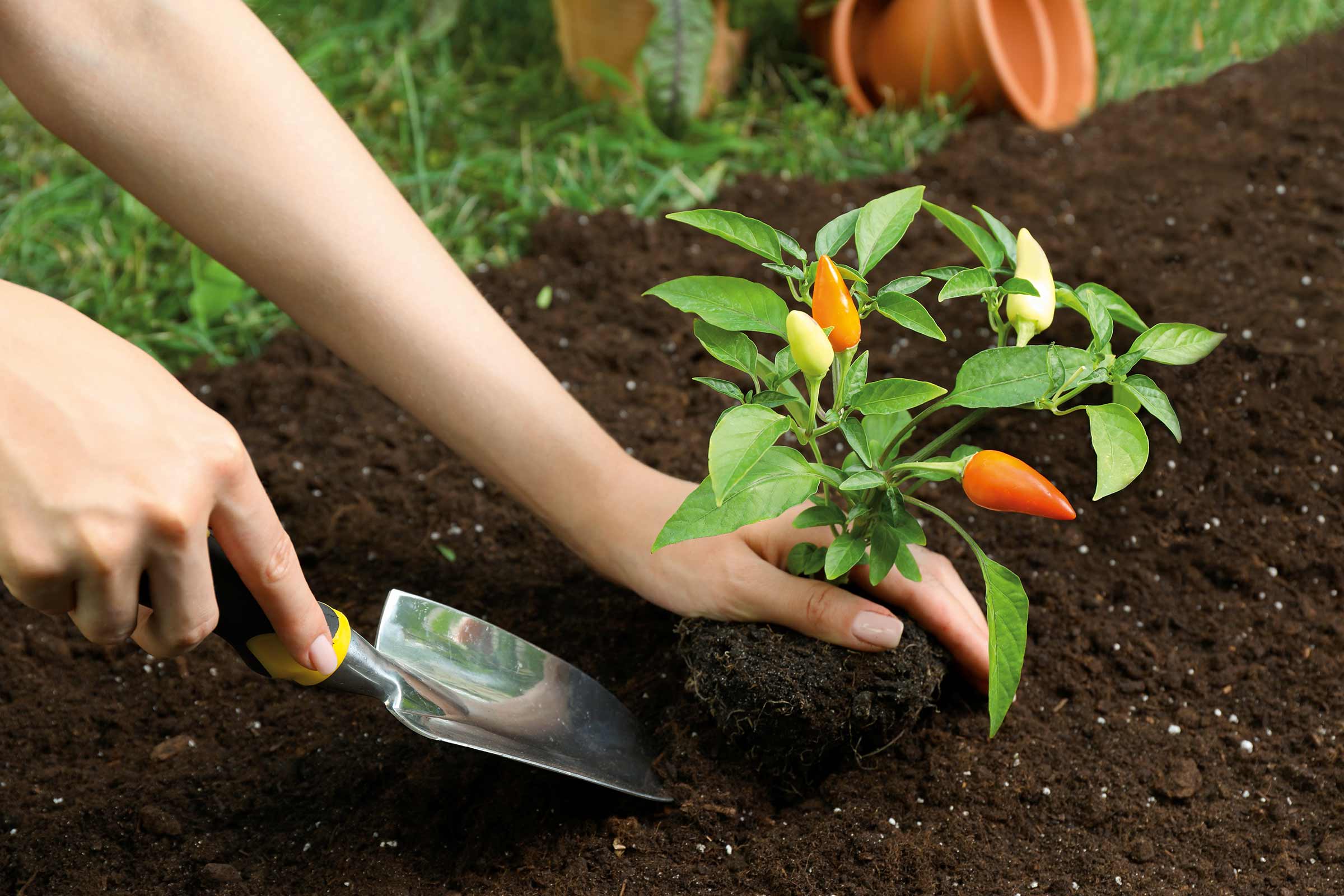 Plantation d'un plant de piment dans la terre avec une pelle à planter