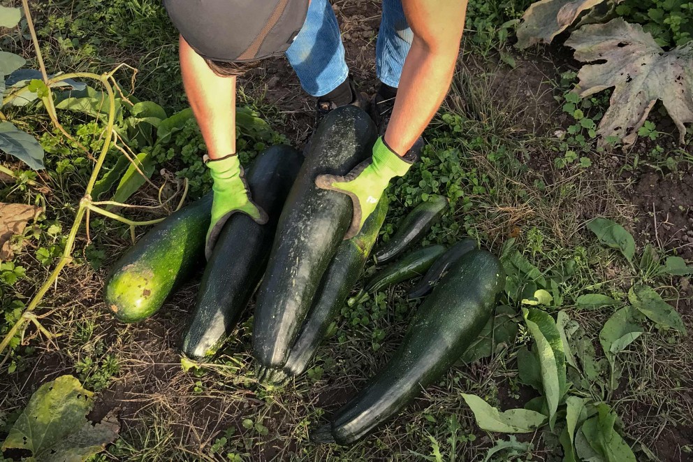 zucchini meine ernte zucchini meine ernte