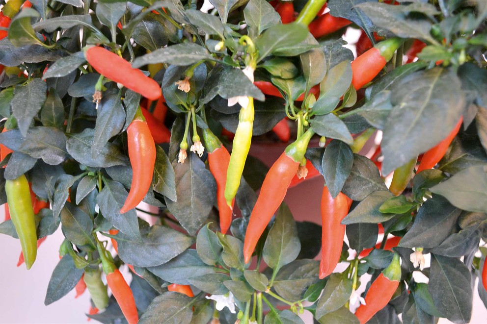 rote peperonipfanze klein rote peperonipfanze klein