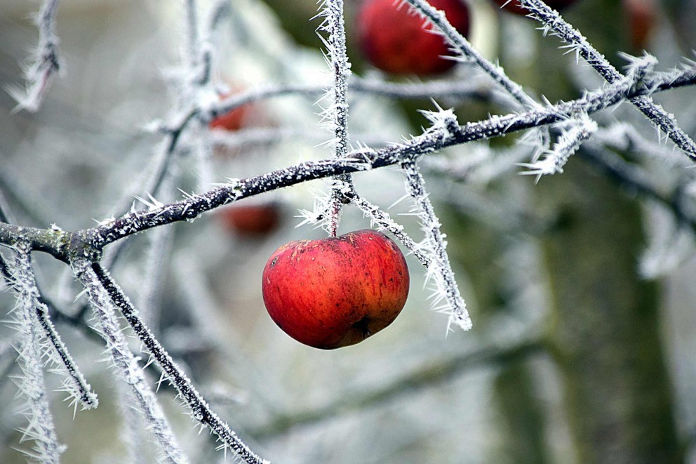 Obst im winter Obst im winter