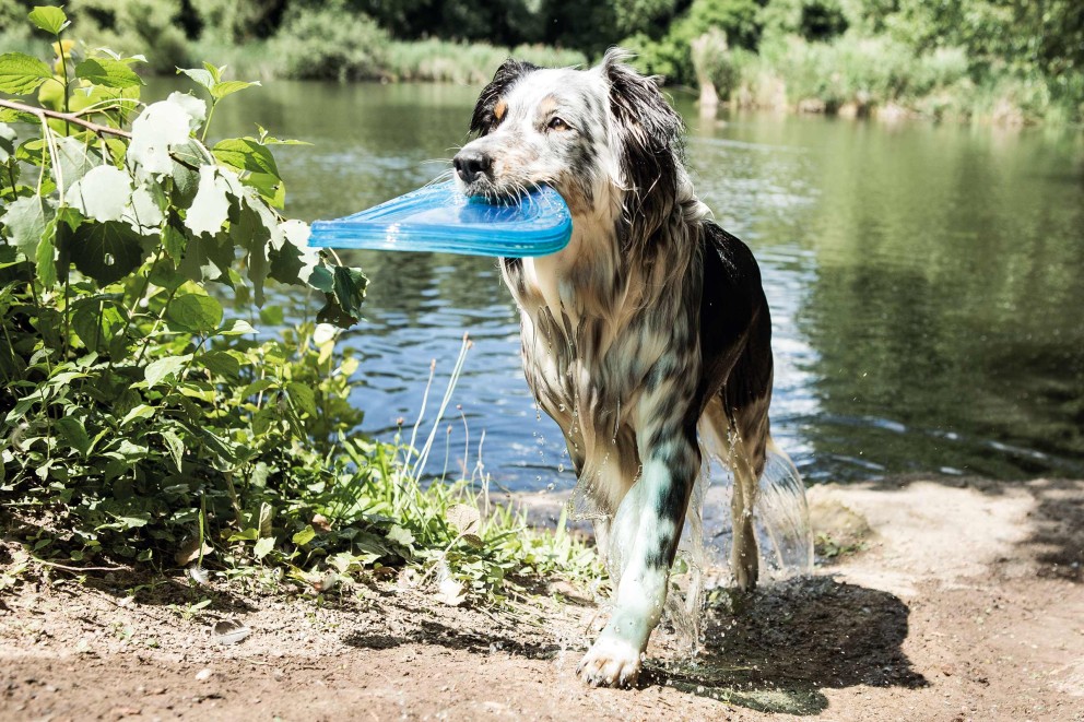 Hundespiele & Hundebeschäftigung Hundespiele & Hundebeschäftigung