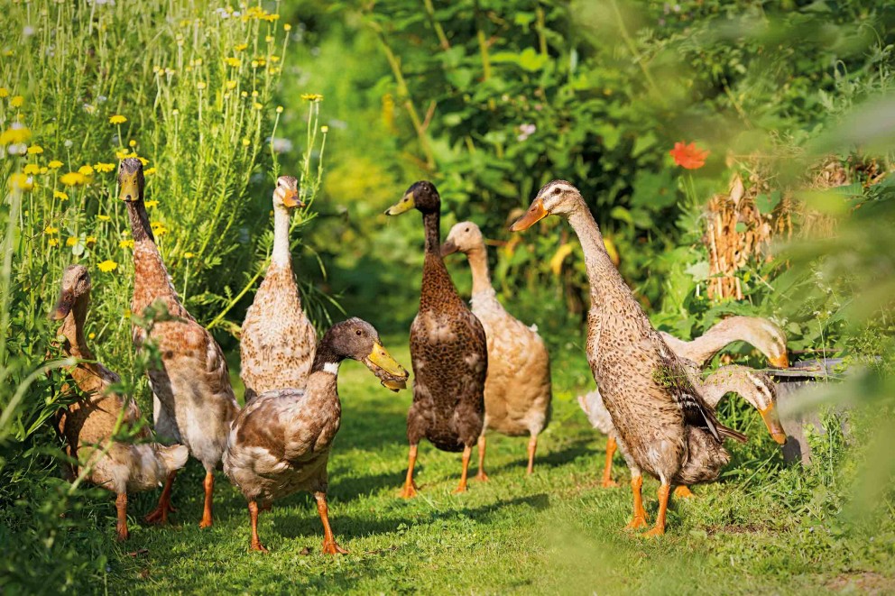 permakultur im garten laufenten permakultur im garten laufenten