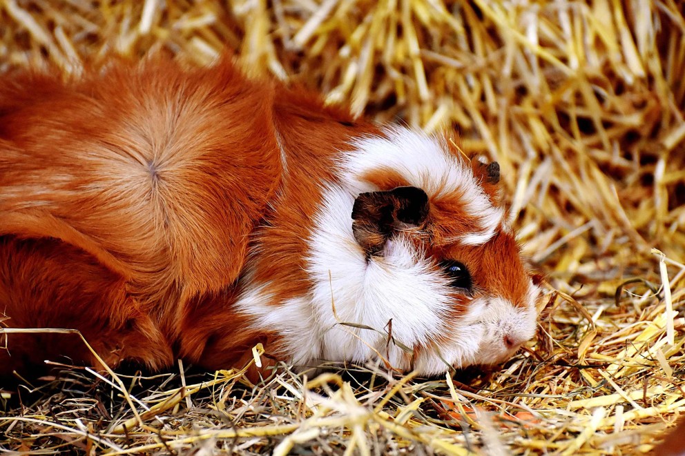 fressendes meerschweinchen fressendes meerschweinchen