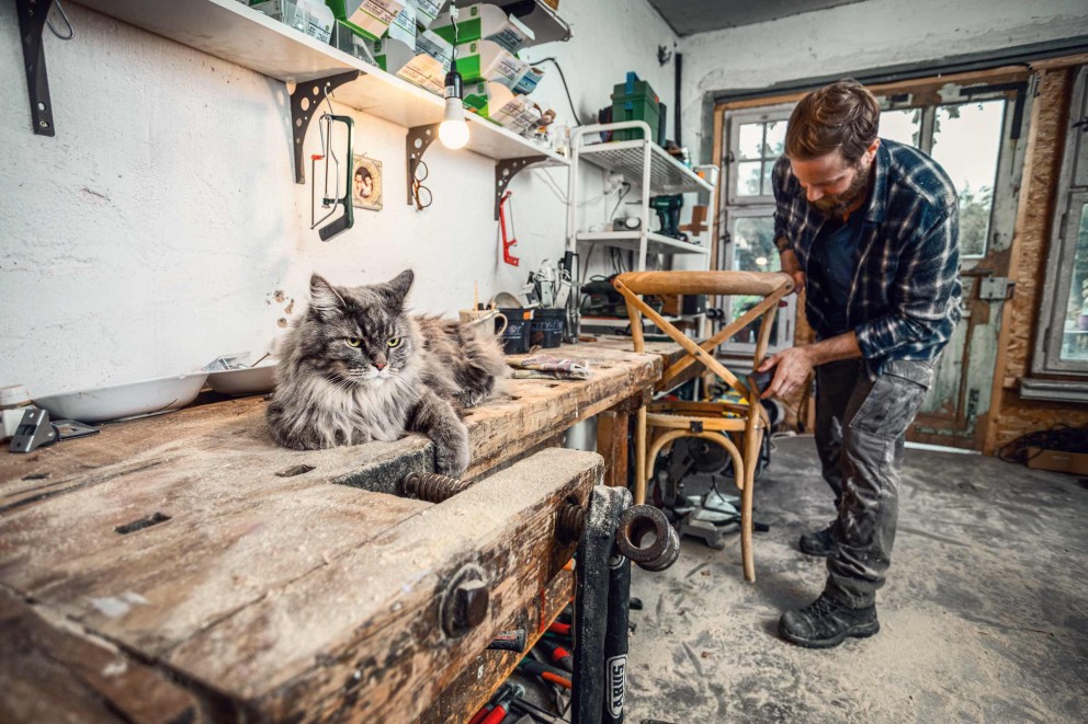 Nourriture pour chats Nourriture pour chats