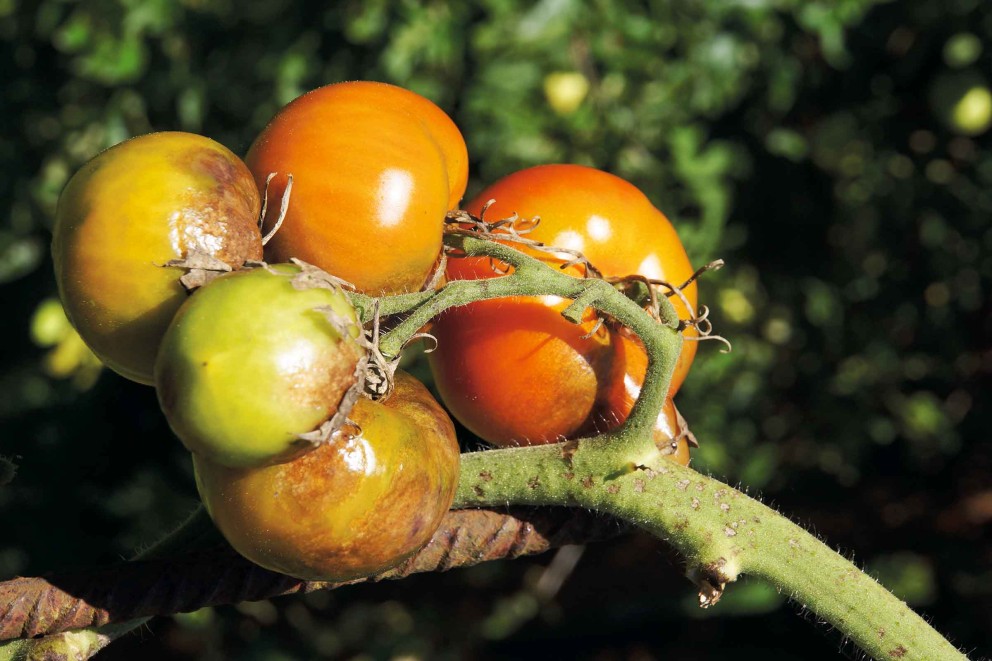 Lutter contre le mildiou chez la tomate