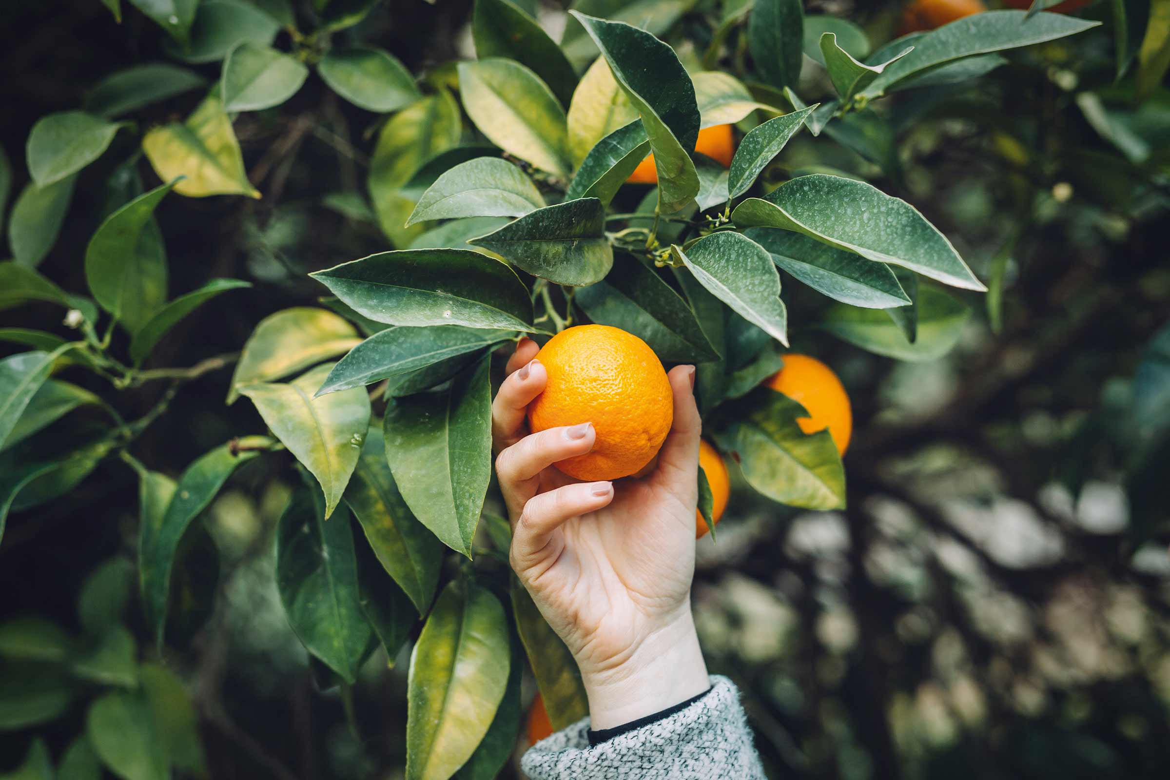 Main cueillant une orange sur un oranger