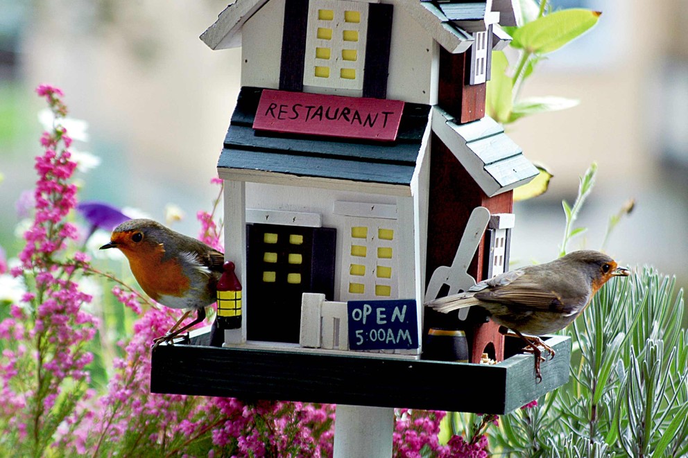 Installer et entretenir un nichoir pour oiseaux Installer et entretenir un nichoir pour oiseaux
