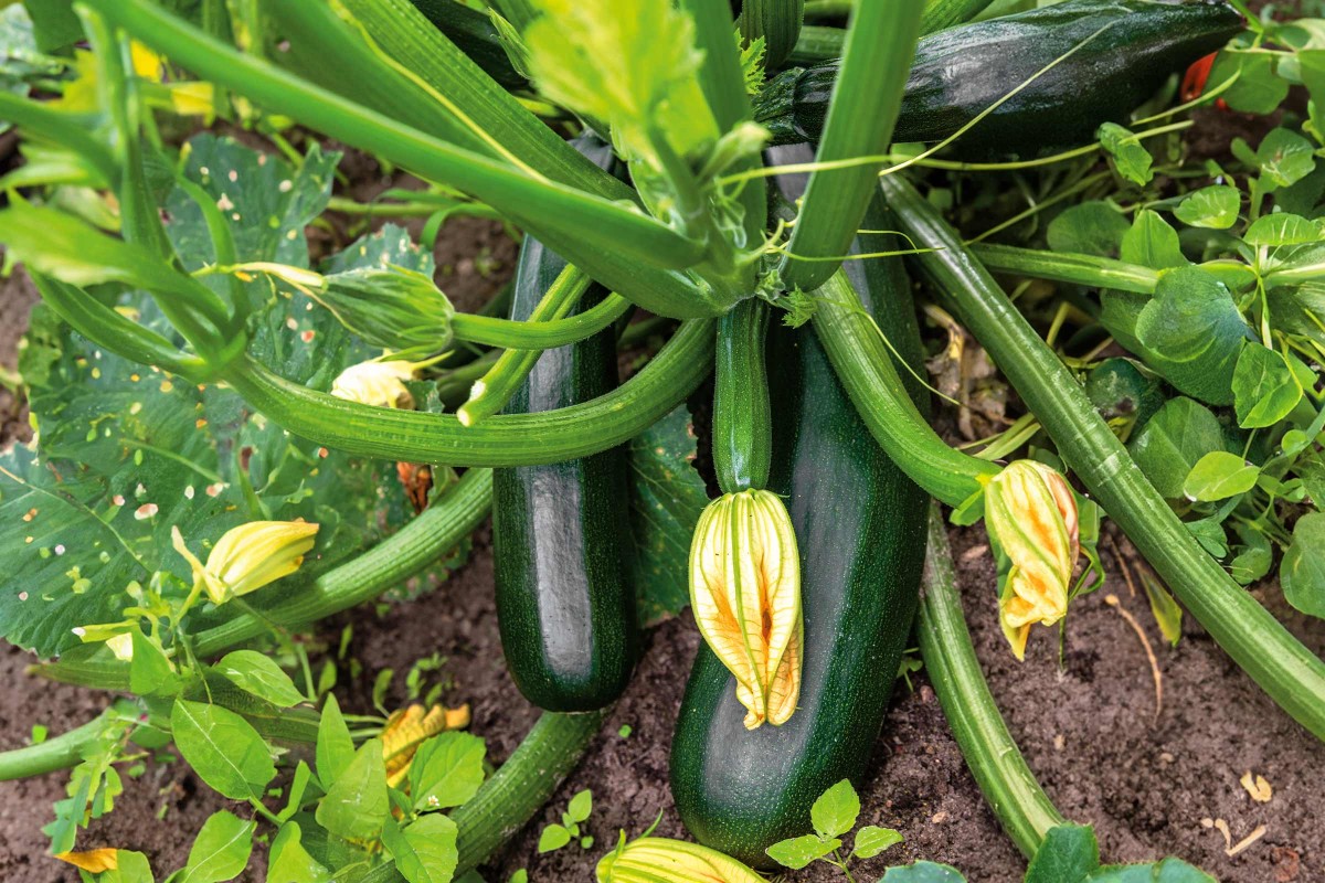 Planter des courgettes | HORNBACH