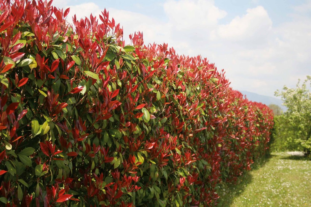sichtschutz hecke sichtschutz hecke