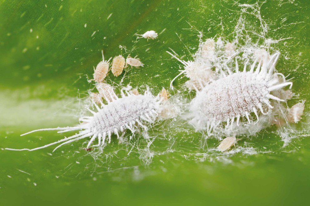 Lutter contre les cochenilles farineuses