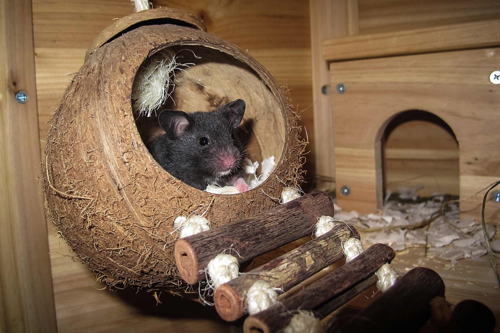 hamster aktion hamster aktion