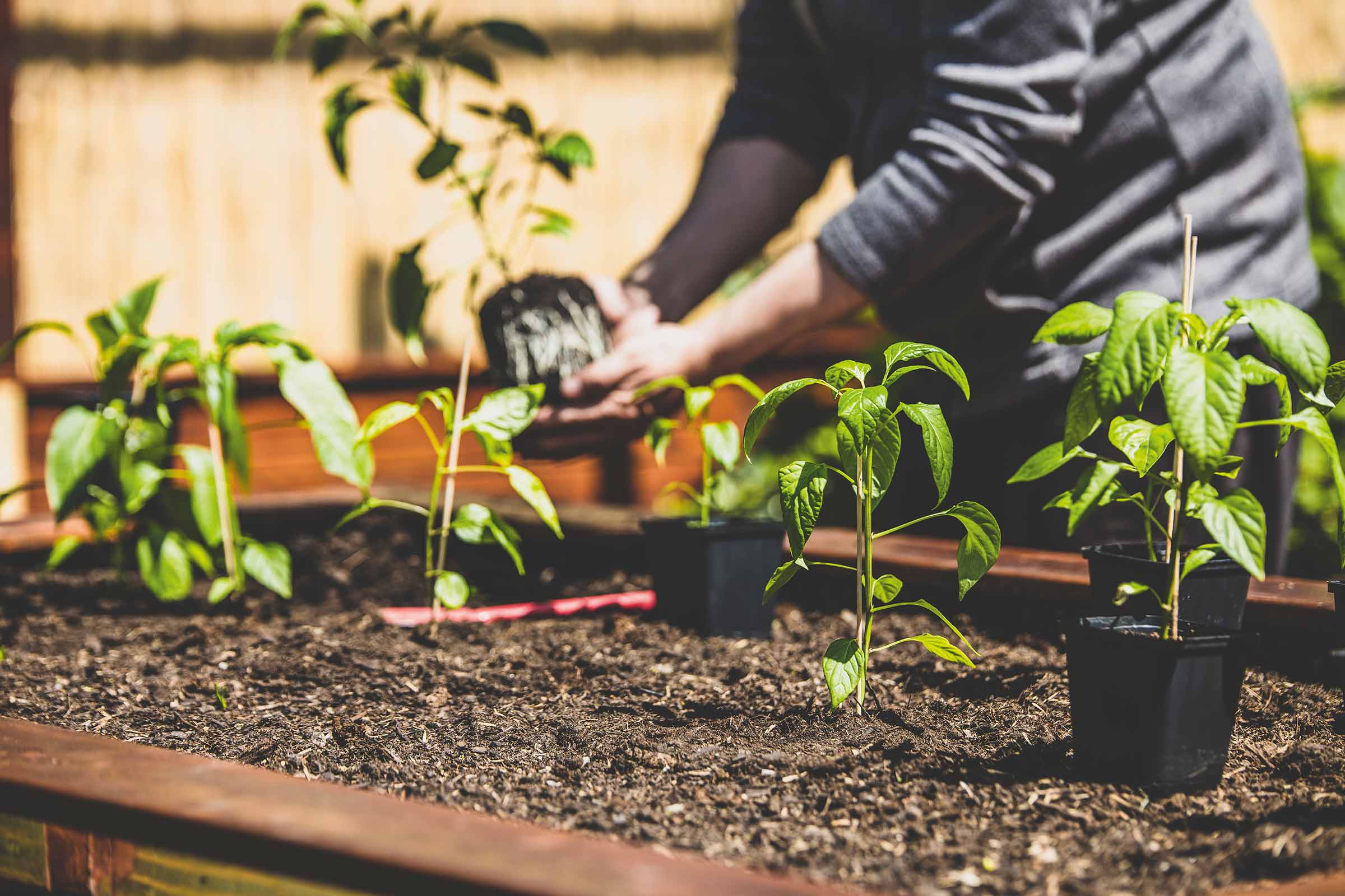 Une personne plante des plants dans une plate-bande surélevée.