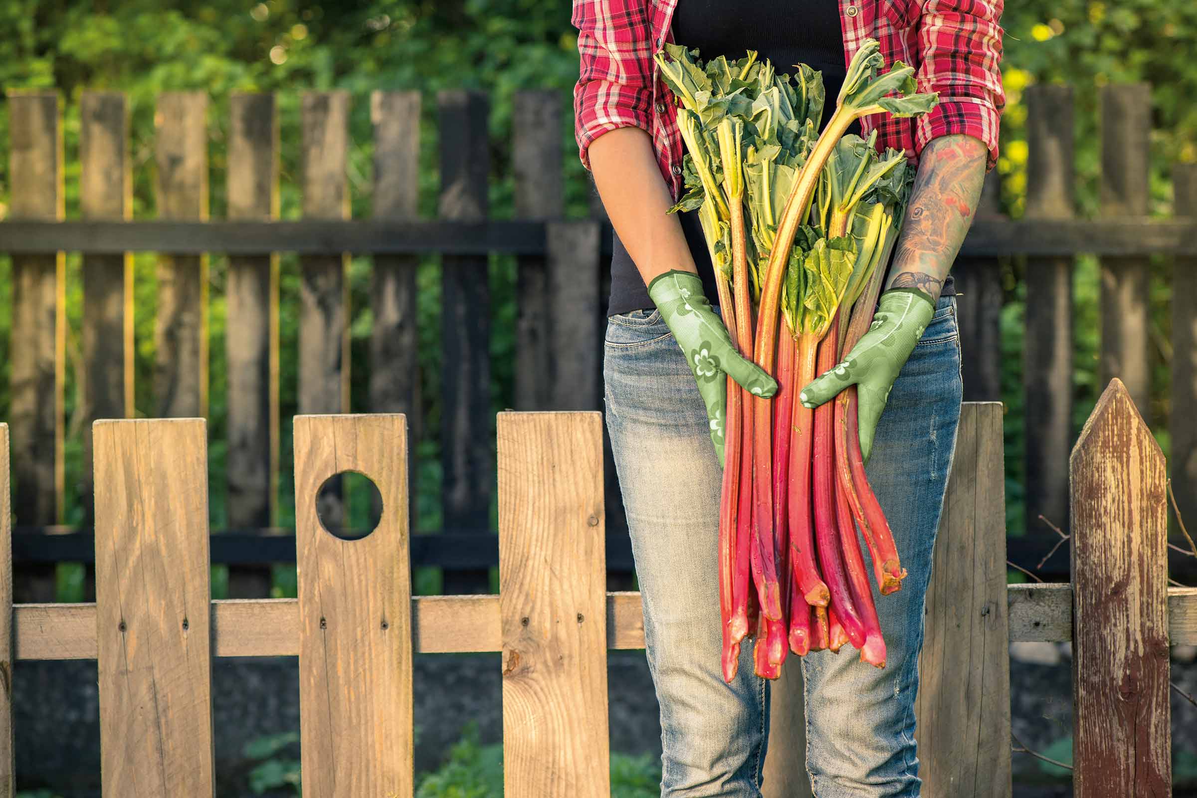 Une personne dans le jardin tient de la rhubarbe dans ses mains