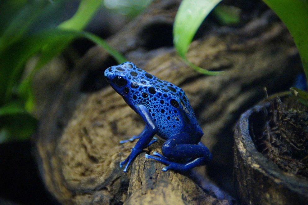 Amphibien als Terrarientiere Amphibien als Terrarientiere