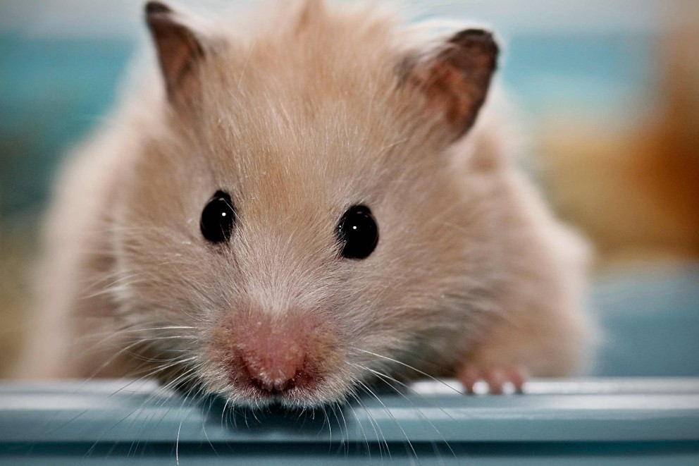 hamster hamster